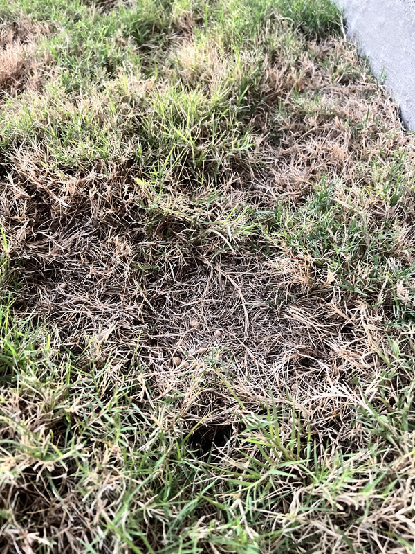 【U LAN】Byte Damage Dying Bermuda Training Bermuda Disaster | Lawn Care Forum