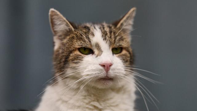 cat 07042026 1200x675