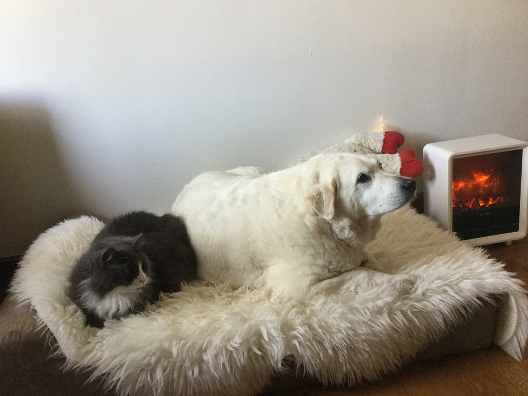 [PokeCommunity.com] The Dog Kennel . . . Who Let the Dogs Out?! Dog Lovers Fanclub