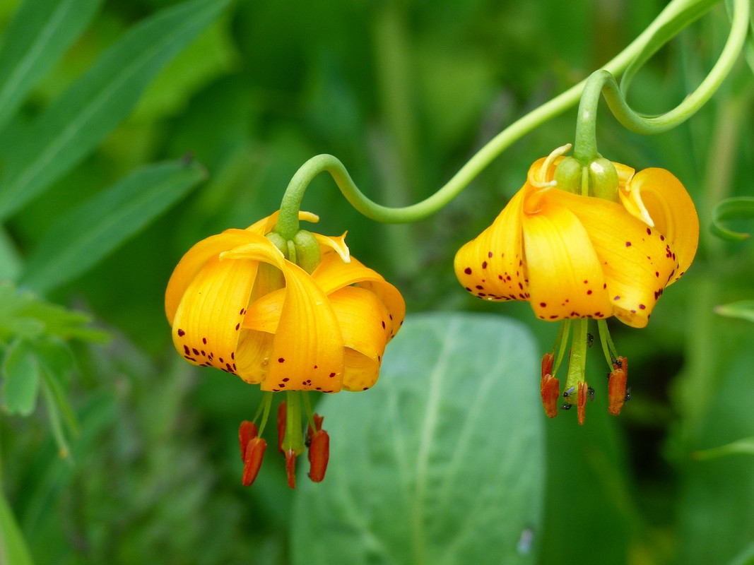 yellow-wild-orchid-new.jpg