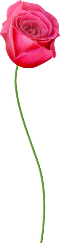 Rose13