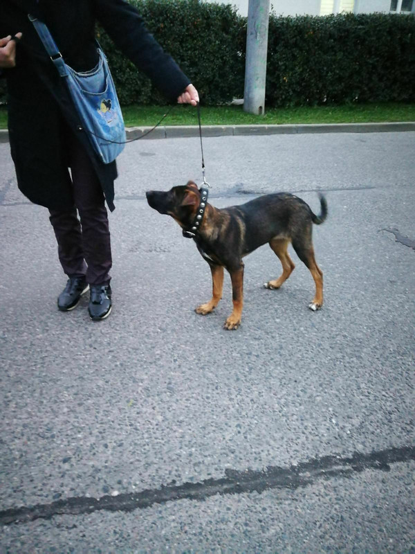 на передержке5