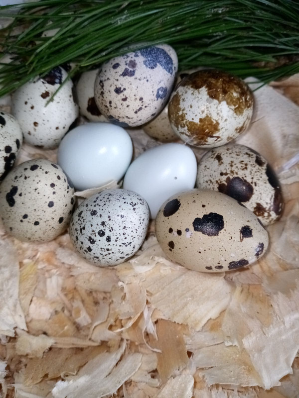 IMG-0ffff22c97b4428e86324a94f3c0f2f3-V