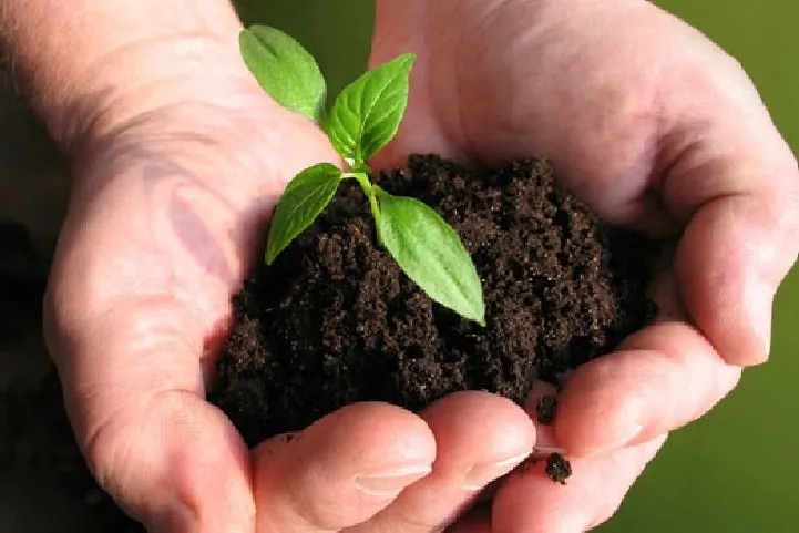 What Are Bio Fertilizers
