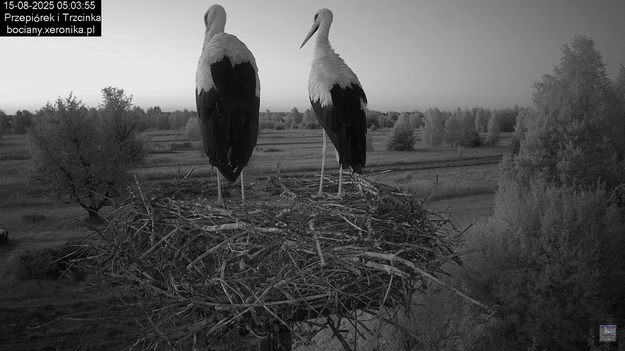 15082025bociany2