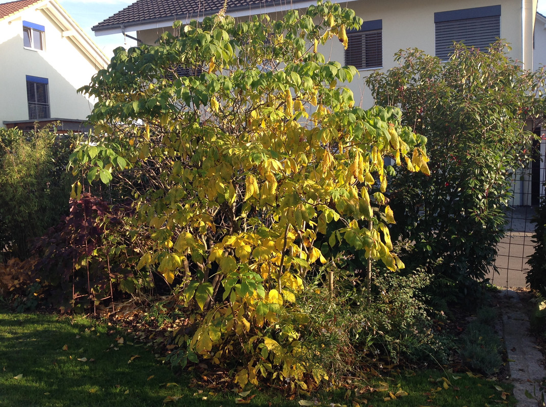 Garten Impressionen 25. Okt. 2015 (5)