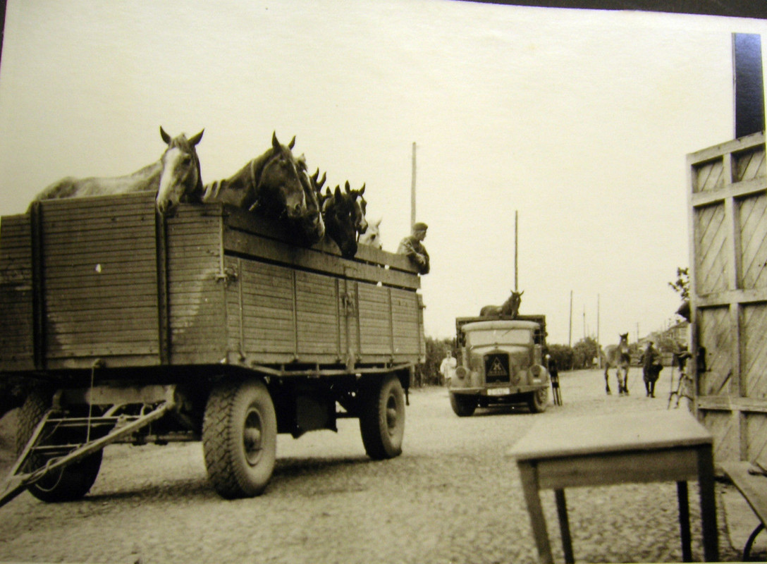 Pferde auf LKW-Anhänger in der Kaserne in Kaunas