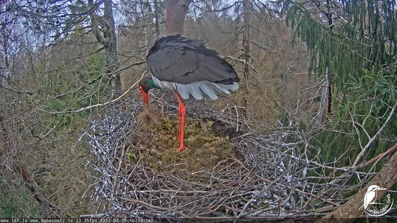 Melnais stārķis (Ciconia nigra) Siguldas novadā - LDF tiešraide 13-19-57 screenshot