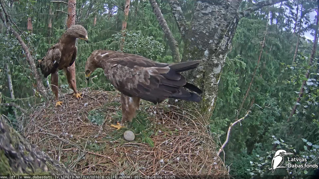 attēls_2025-08-08_075143699