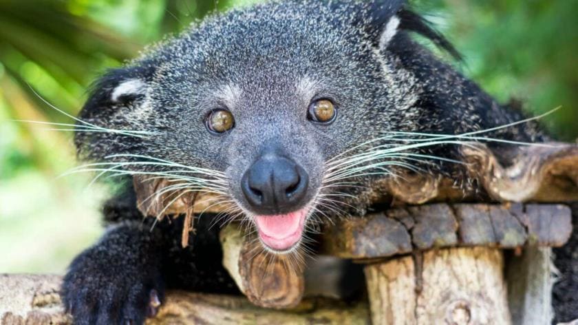 Бинтуронг (Arctictis binturong) - тайны 'медвежьей кошки' с ароматом попкорна Бинтуронг (Arctictis binturong) - тайны 'медвежьей кошки' с ароматом попкорна