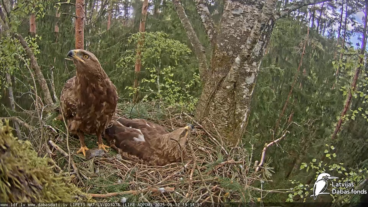 Mazais ērglis (Clanga pomarina), ligzda bērzā 17-21-52 screenshot