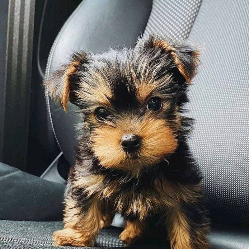 Chocolate Yorkie