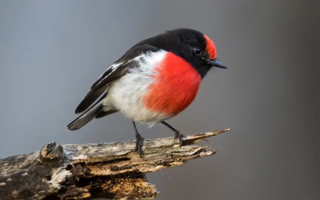 Do Robin Birds Go In the Winter