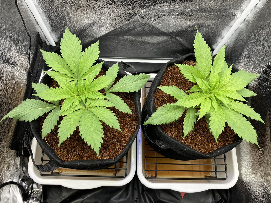 IMG_1293 (marzo 31 2023)