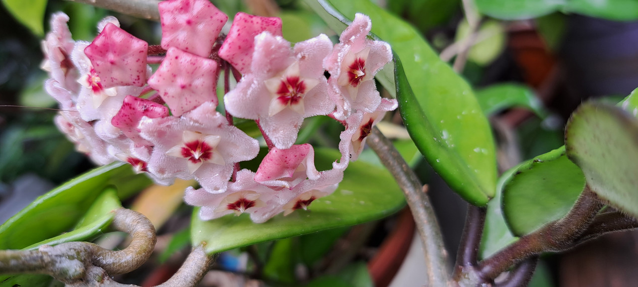 [Image: MP-HOYA-BLOESSUM-20230805.jpg]