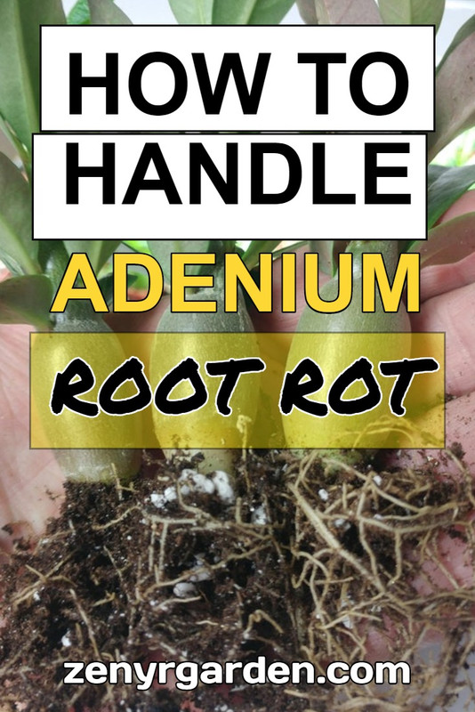 handle-adenium-root-rot.jpg