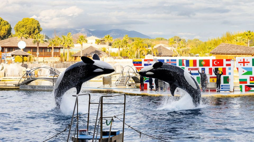 Sabías que las orcas y delfines cautivos en Marineland están en peligro de muerte por culpa de activistas y el gobierno francés