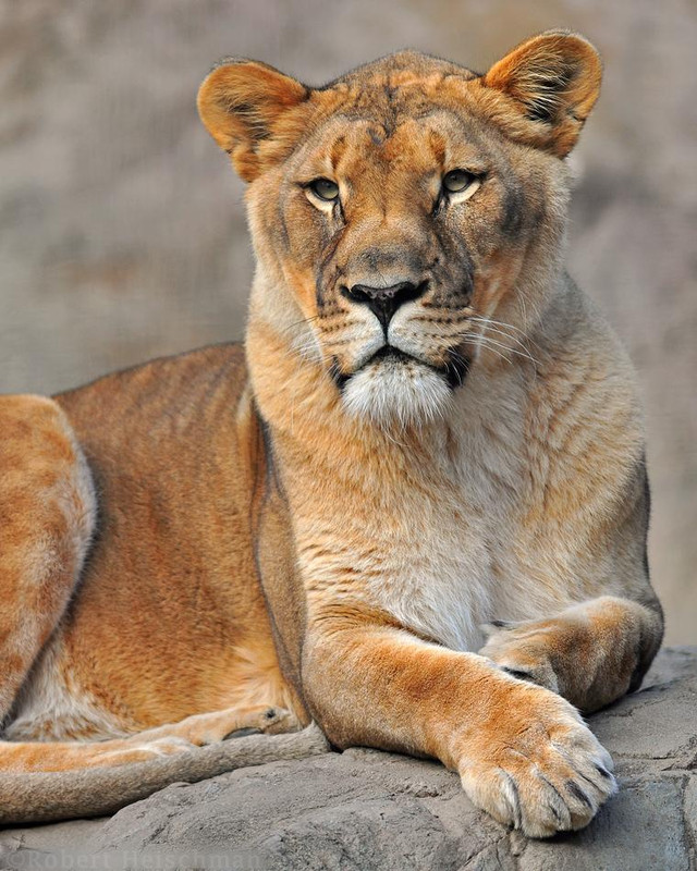 lioness-portrait-by-robbobert-d5qtrbg-fullview.jpg