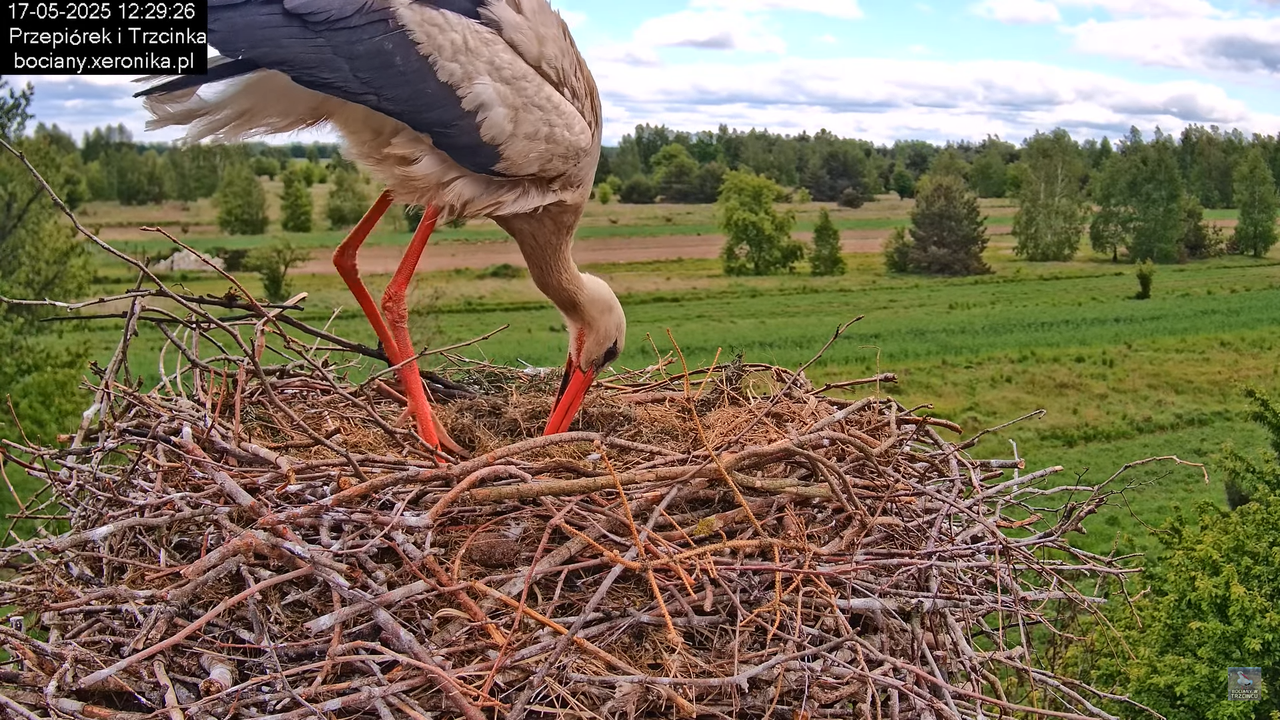 17052025bociany27