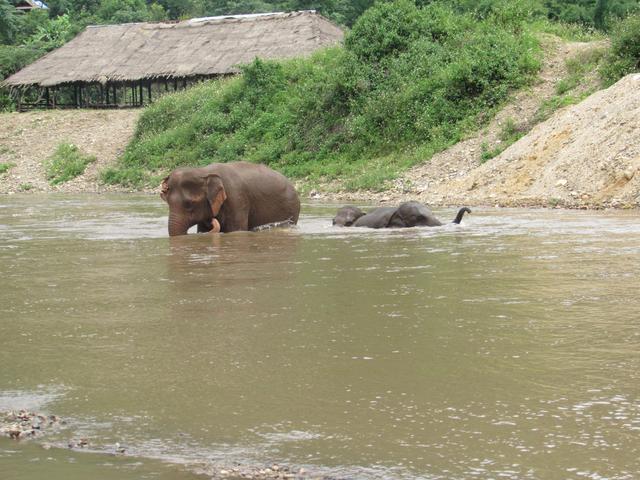 Visita a Elephant Nature Park - Nuestra primera vez en el Sudeste Asiático. Tailandia en Junio de 2018 (6)