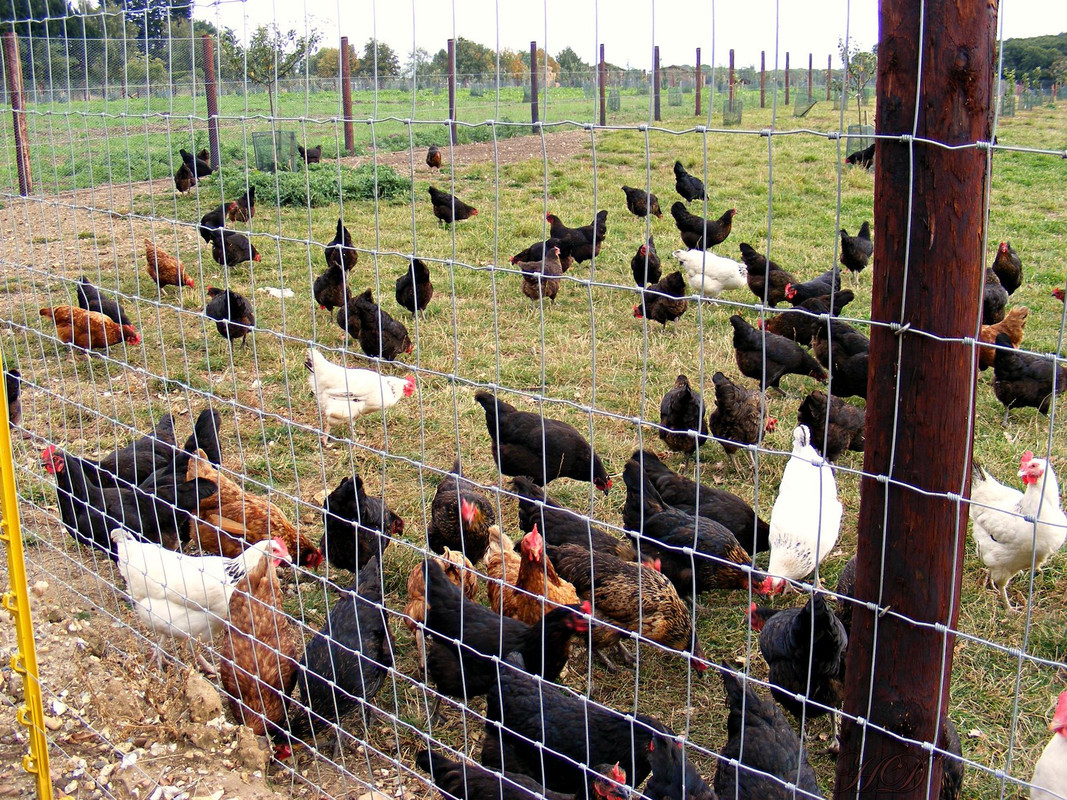 hens-chickens-ardley-2009-HD.jpg