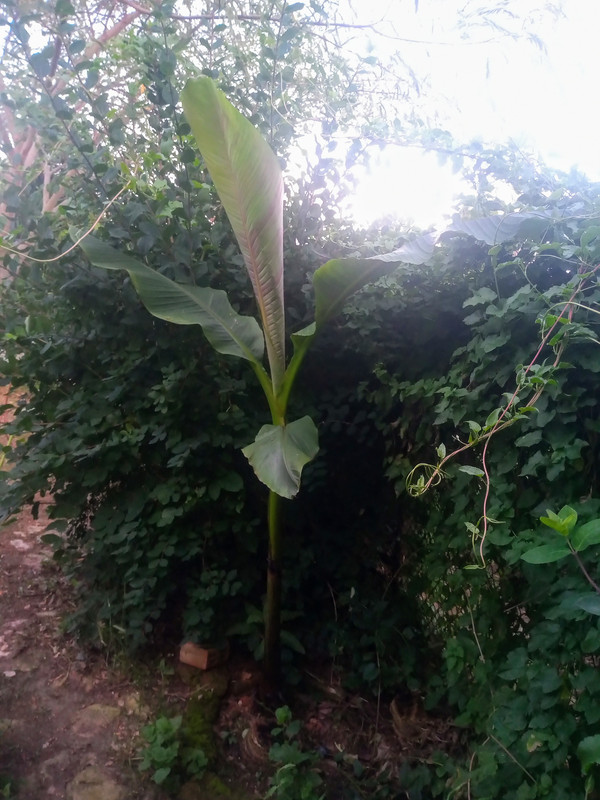 IMG-20210630-202851324-2