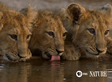 lion-day-4.gif