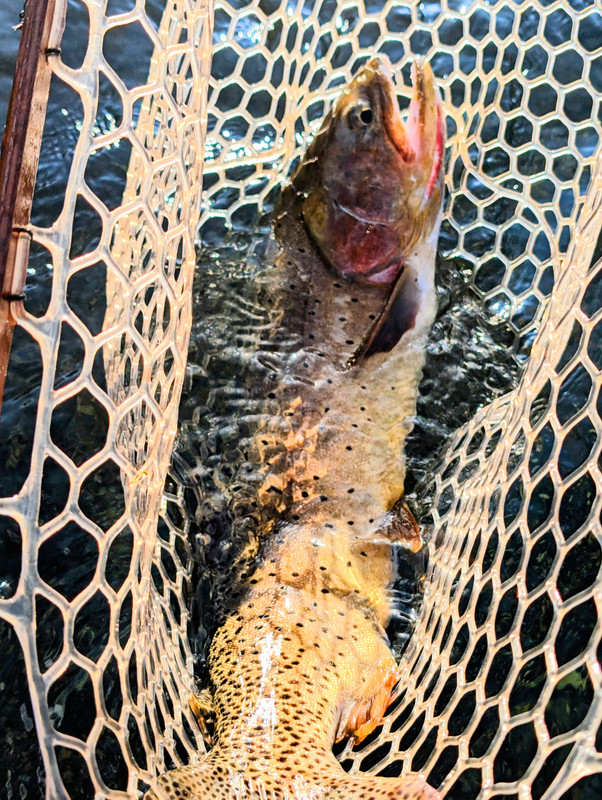 PXL_20250725_013815898~2