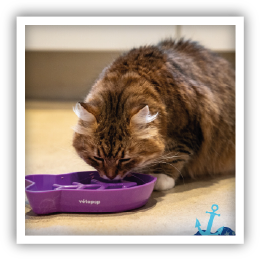 Site-Web-vignette-Instagram-gamelle-chat