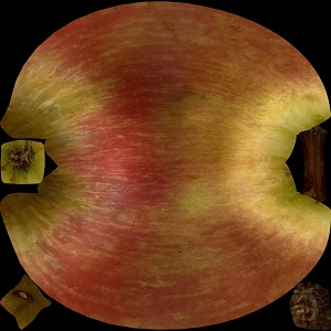 Apple-Albedo