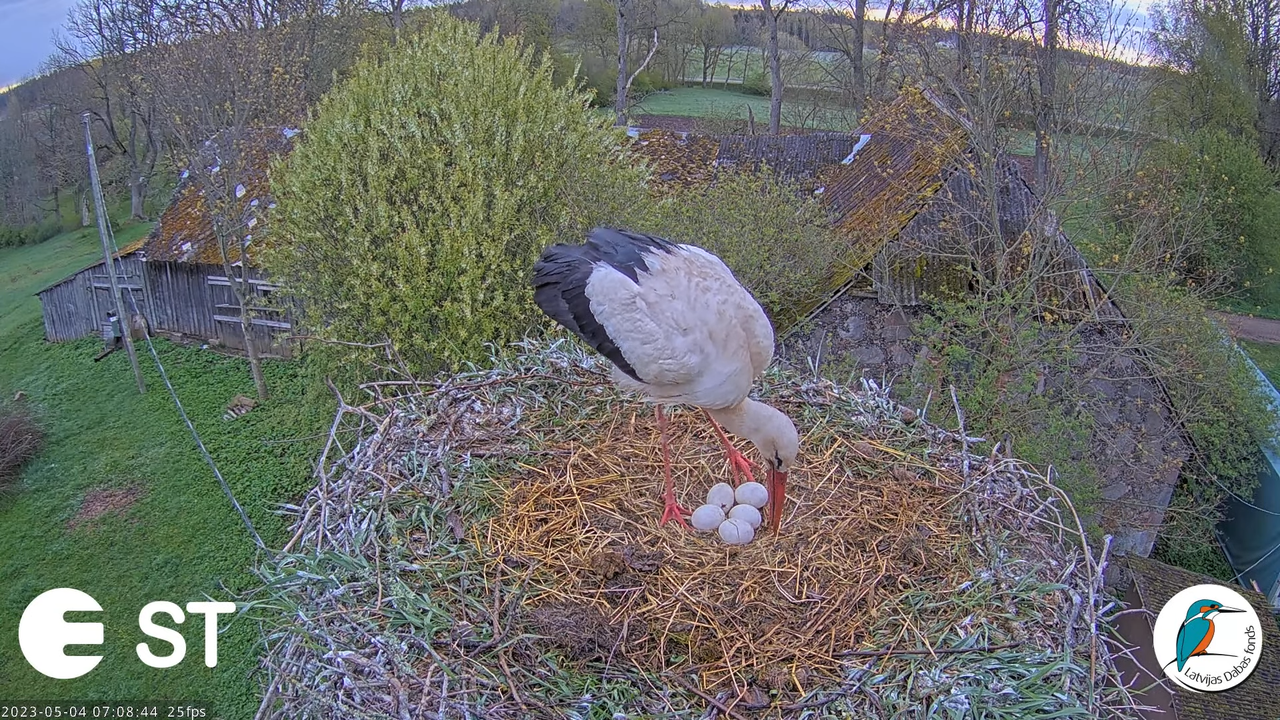 Baltie stārķi (Ciconia ciconia) Tukuma novadā - LDF tiešraide __ White storks in Tukums, Latvia 8-20