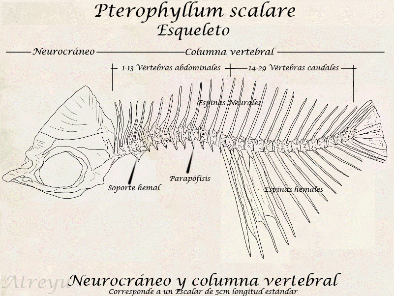 columnadibujoespanolmeta.gif