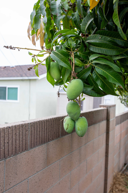 8U1A5550  Buttercreaam Mangoes Ripening on Tree (9-13-2024)