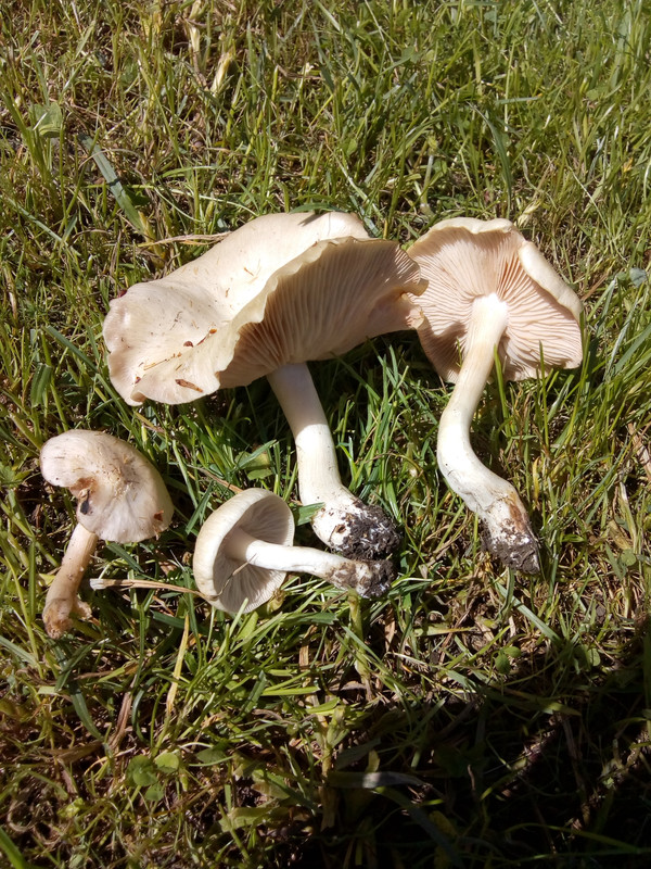 [Слика: IMG-20200508-133336799.jpg]