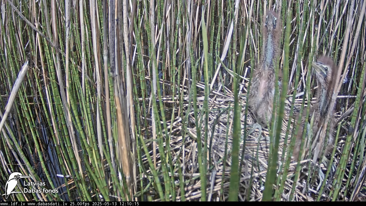 LDF Lielais dumpis (Botaurus stellaris) Zemītes pagastā 13-40-5 screenshot