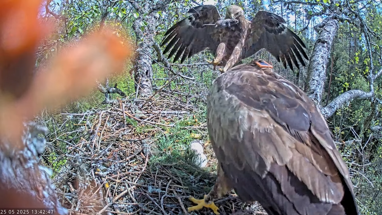 Väike-konnakotkas __ Clanga pomarina __ Lesser Spotted Eagle 13-46-17 screenshot