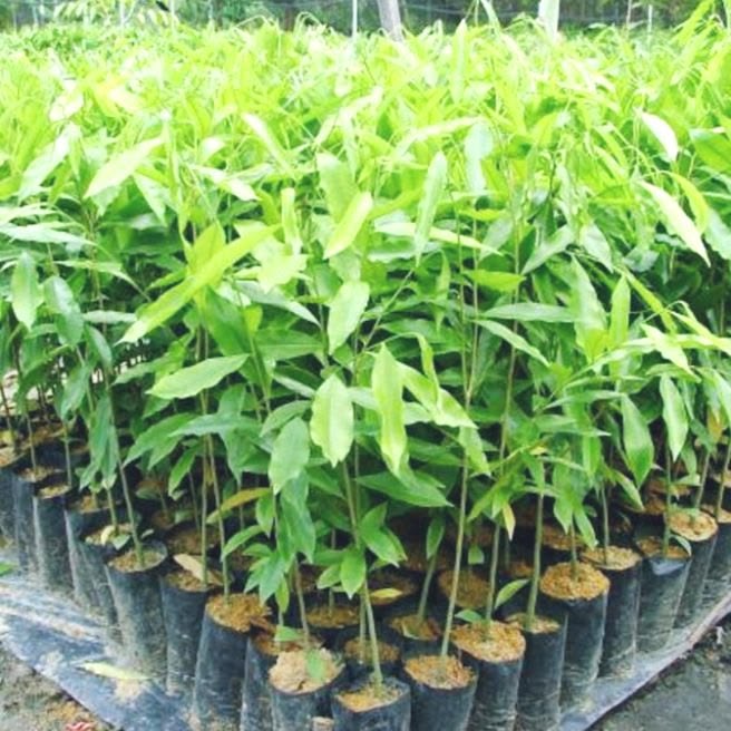 Rajakayu88 bibit kayu gaharu unggul untuk budidaya modern