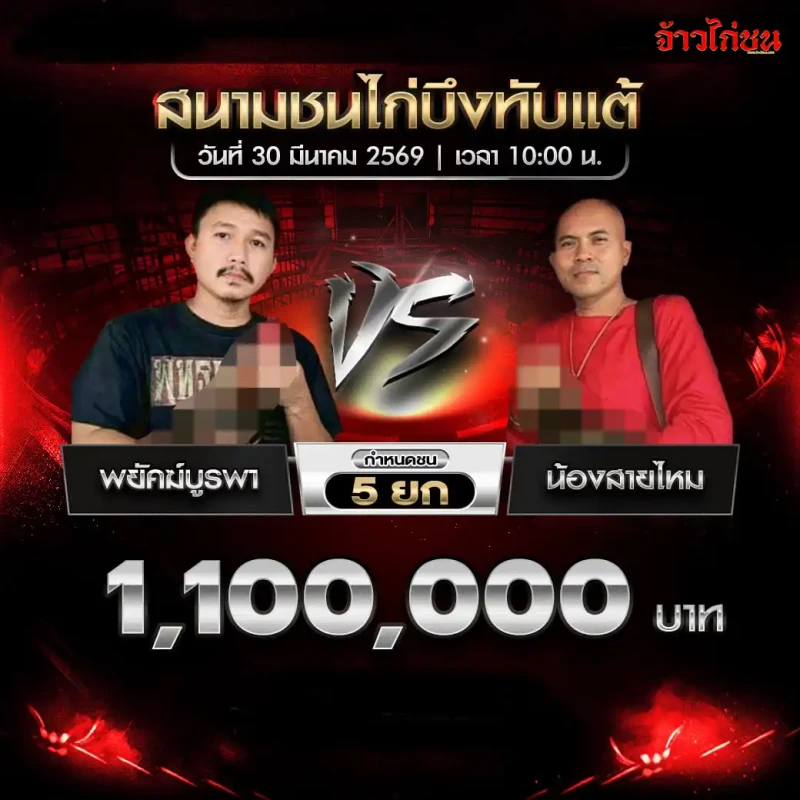 โปรแกรมไก่ชน พยัคฆ์บูรพา vs น้องสายไหม สนามชนไก่บึงทับแต้ 30 มีนาคม 2569