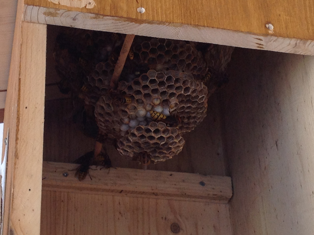 Vespa crabro germana 23. Juli 2015 (3)