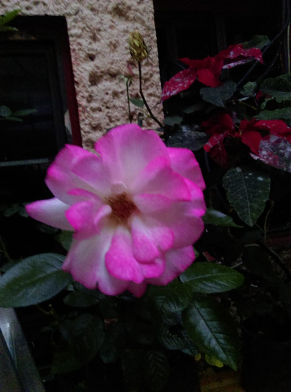 IMG-20191121-WA0039