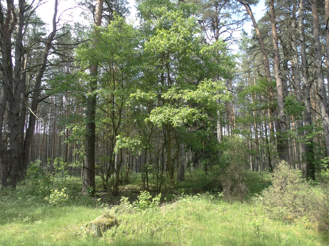 16b - DSC04117 (Czesio1)