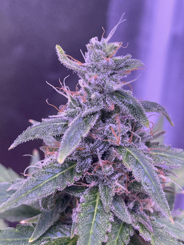 BC3B19F9-7C9C-4E01-9306-FEB35D0BF6BE