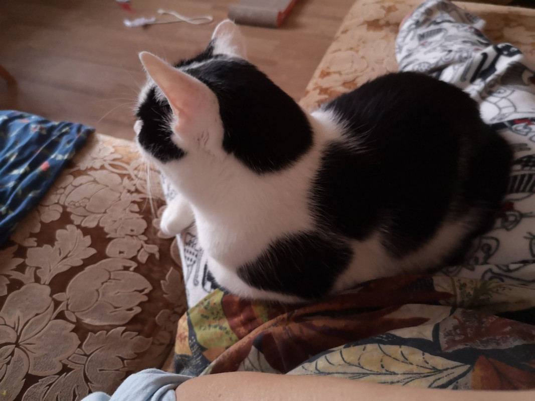 Пуговкин_д1