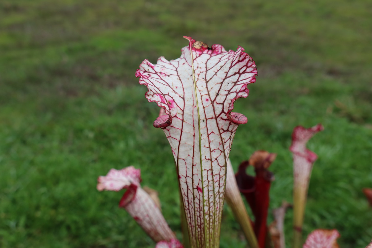 white petiole, 2021-12-07