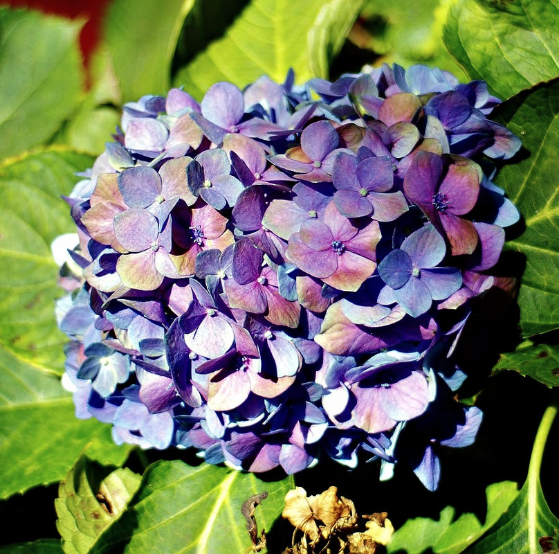 IMGP8279