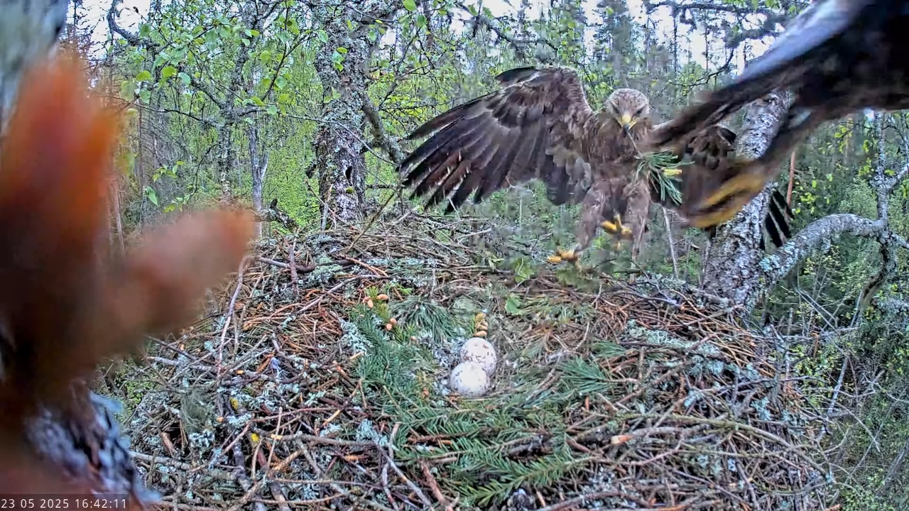 Väike-konnakotkas __ Clanga pomarina __ Lesser Spotted Eagle 13-6-46 screenshot (1)