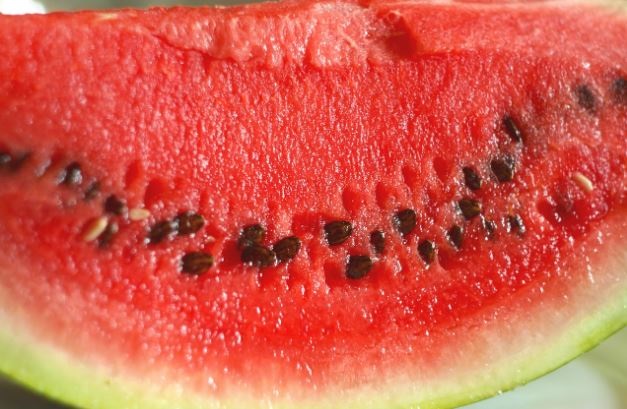 can parrots eat watermelon