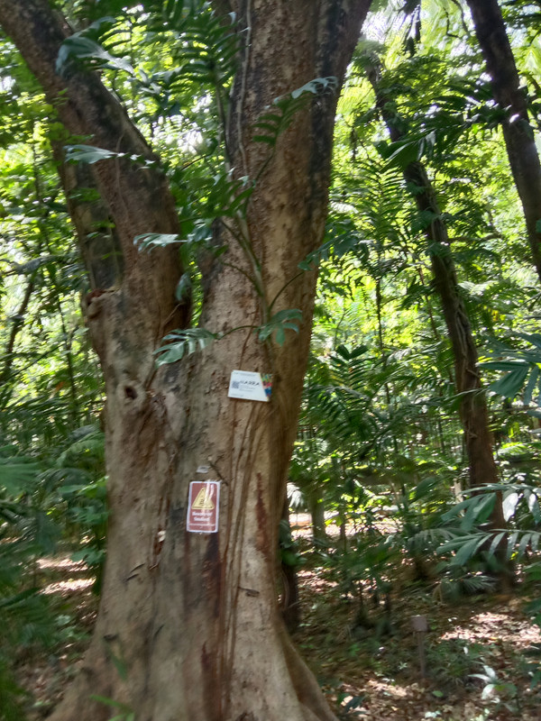 Arroceros Forest Park Manila Bagras20260715 142003