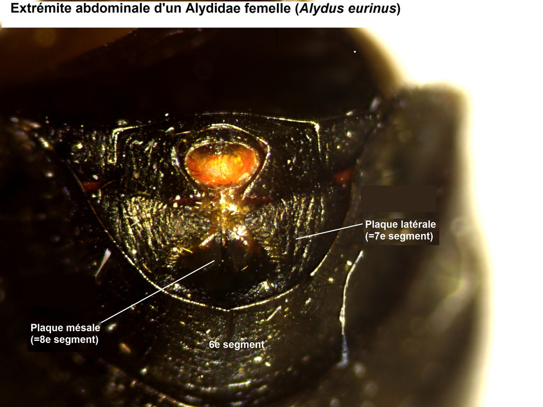 Abdomen-femelle-Alydus-eurinus