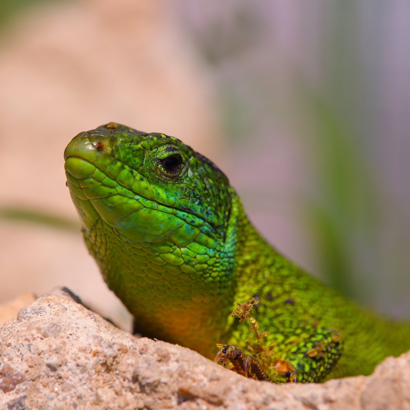 Lezard-Vert-03.jpg